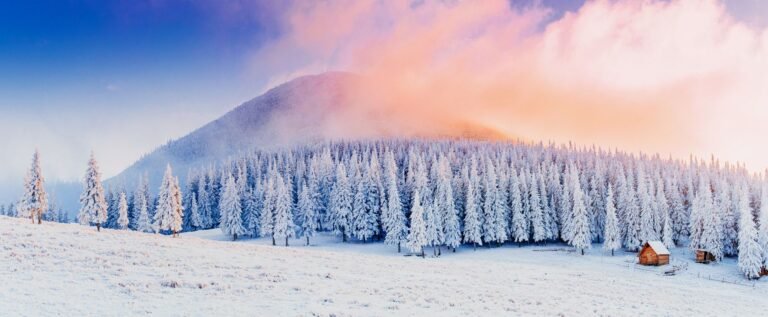 winter landscape trees in frost